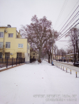 004 Два дерева 2