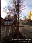 009 Дуб Кудрявый 2