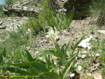 DSCN5829