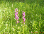 DSCN5915