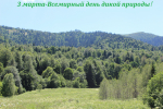 Камышанова поляна. Лето