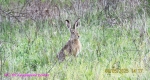 14_Кущевский_1444