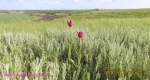 4 Кущевский_2265
