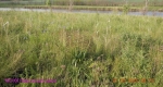 5 Павловский_9855