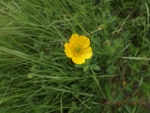 DSCF0521_лютик едкий (куриная слепота)