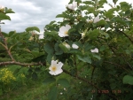 DSCF0544