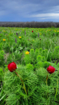photo_5332795600359510189_y