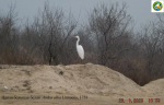 DSCF0360_цапля большая белая_1