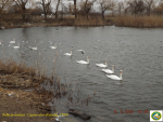 DSCF1176_Лебедь-шипун_1