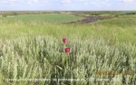 4 Алексеевское_2272