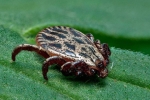 Dermacentor reticulatus