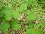 DSCN0029_кирказон Штейпа