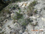 DSCN9410_Ламира ежеголовая
