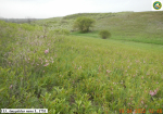 Amygdalus nana L. 1753_6709