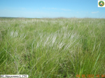 Stipa pennata L. 1753