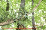 6 структура кроны_5197