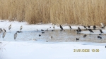 2_9518_Курчанская+