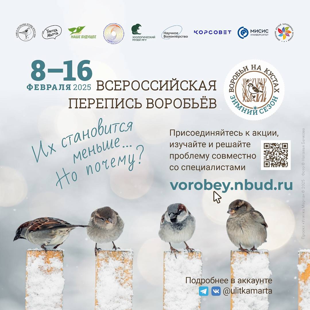 Воробьи