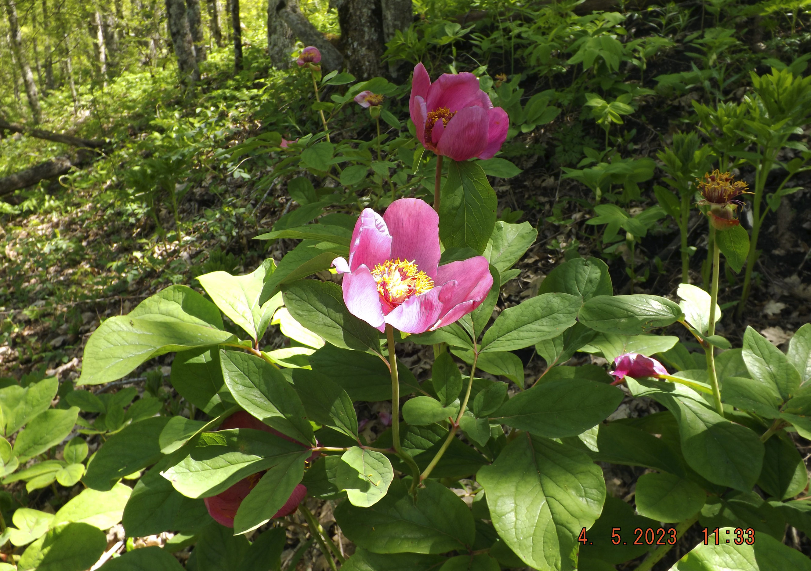 154_Paeonia caucasica_2023