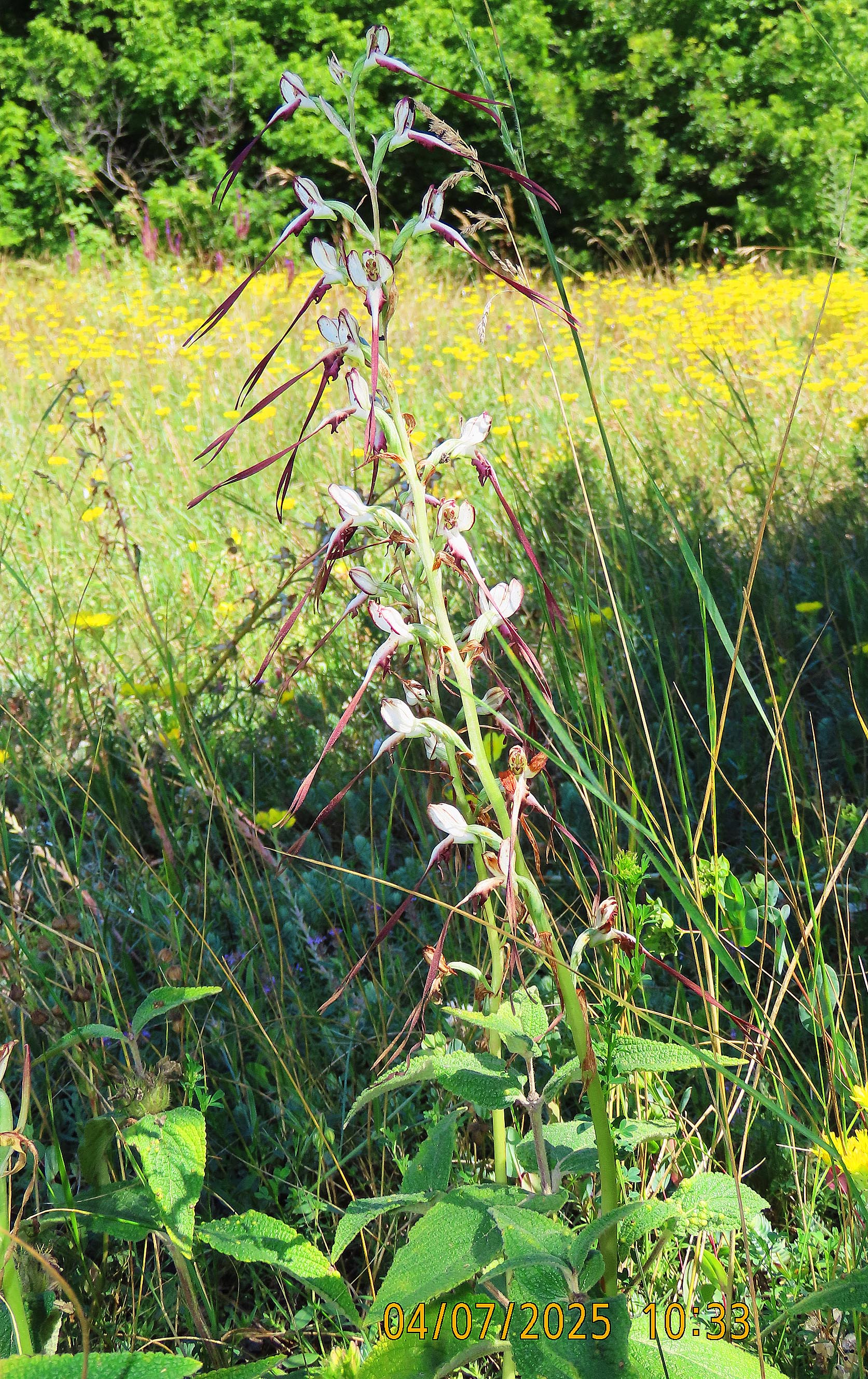 45_Himantoglossum caprinum_2025