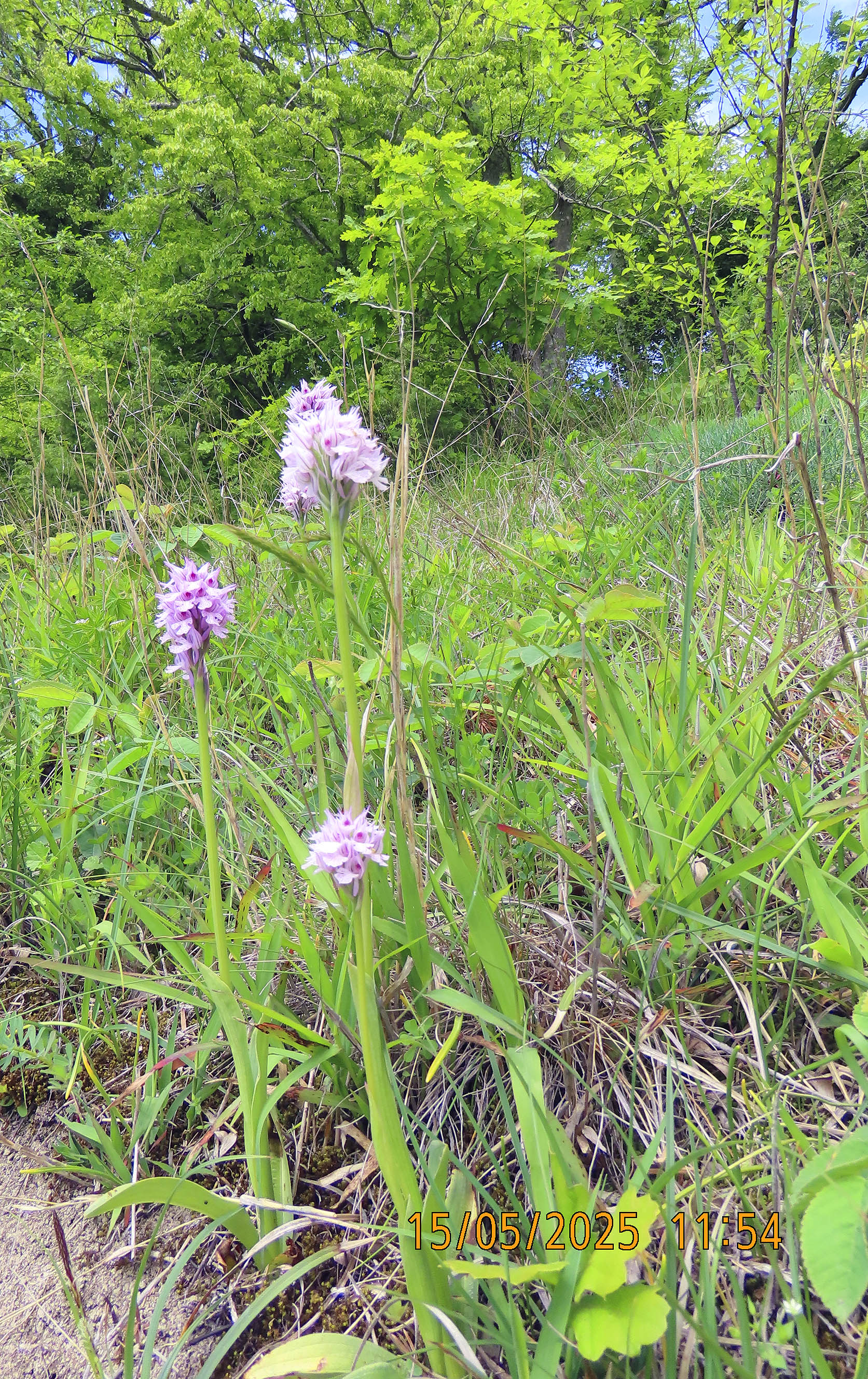 47_Orchis tridentata_2025