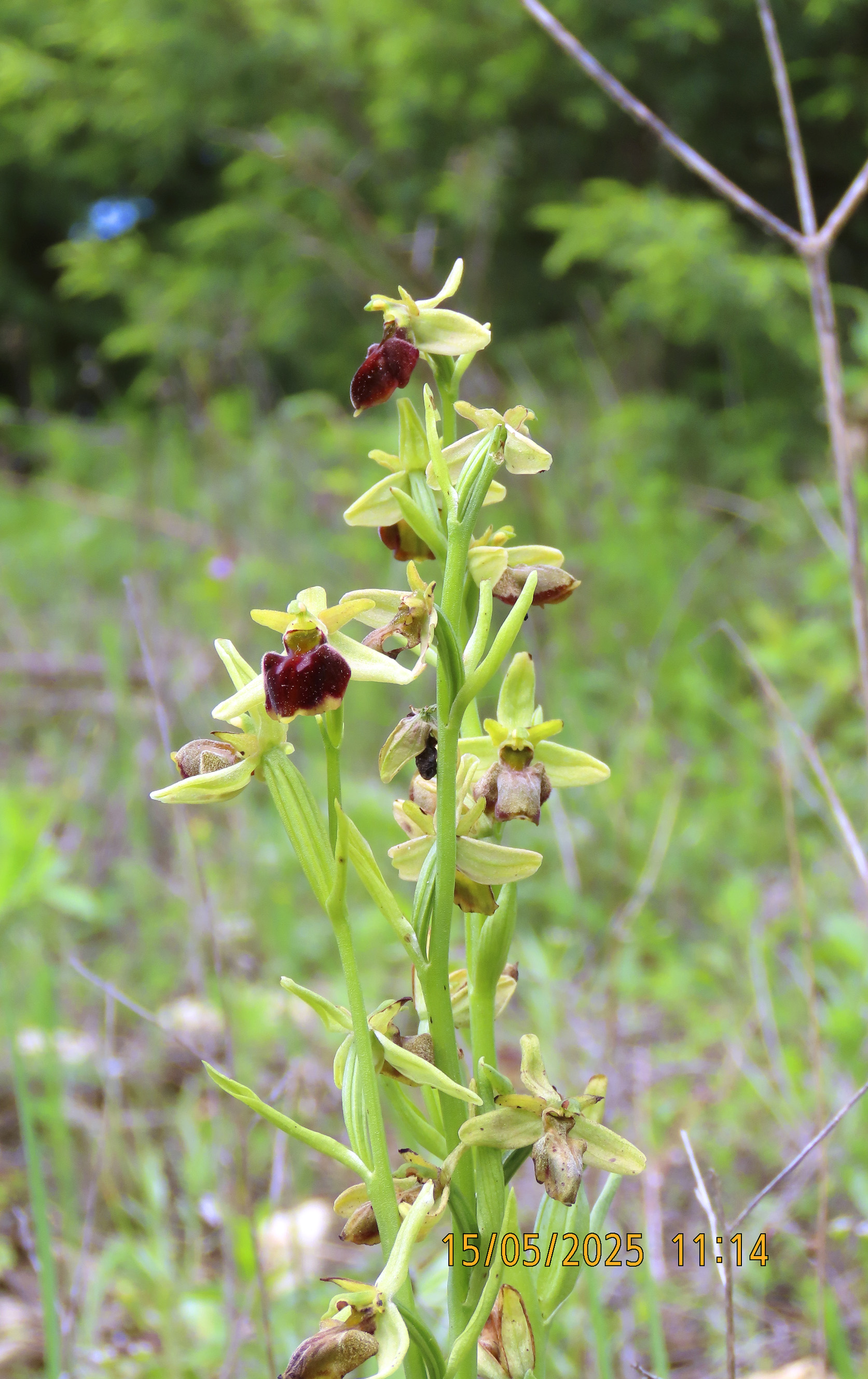 53_Ophrys caucasica_2025