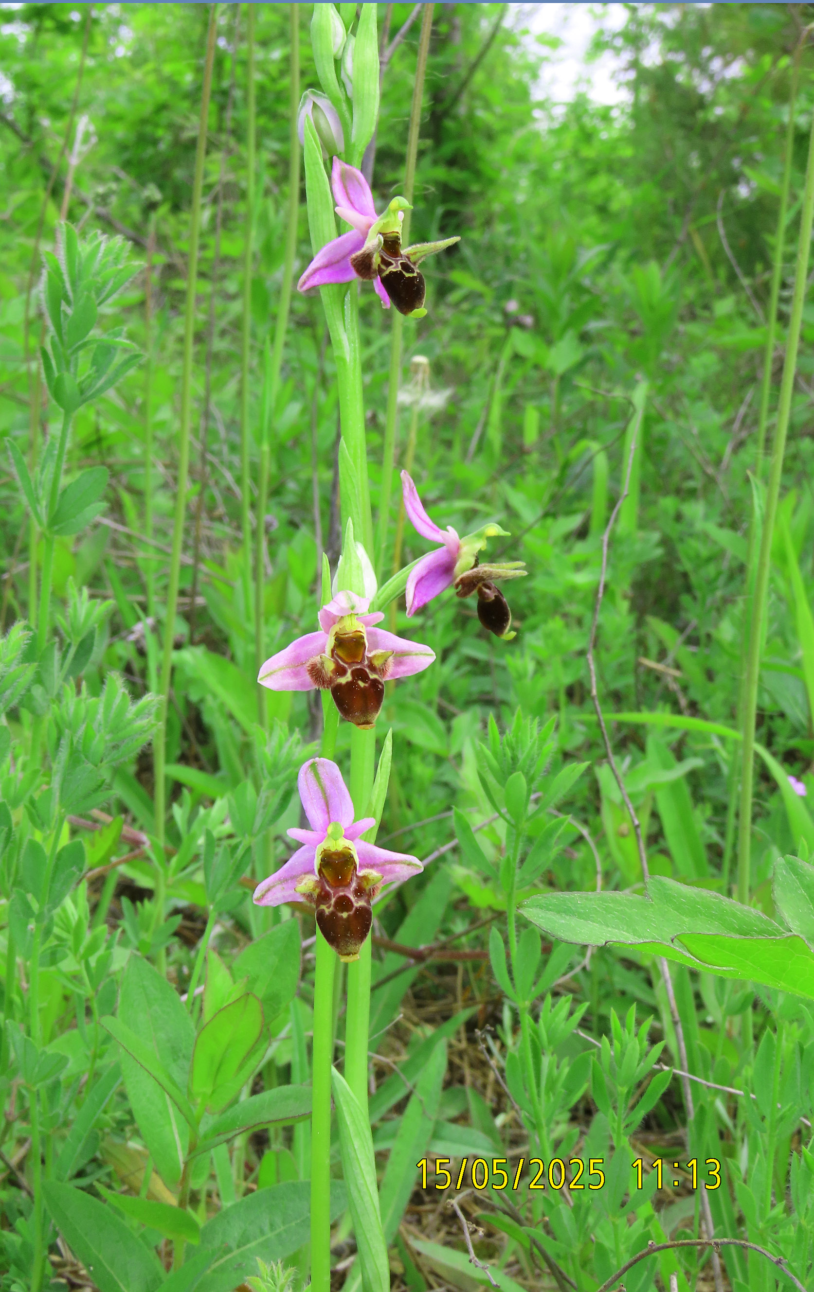 54_Ophrys oestrifera_2025