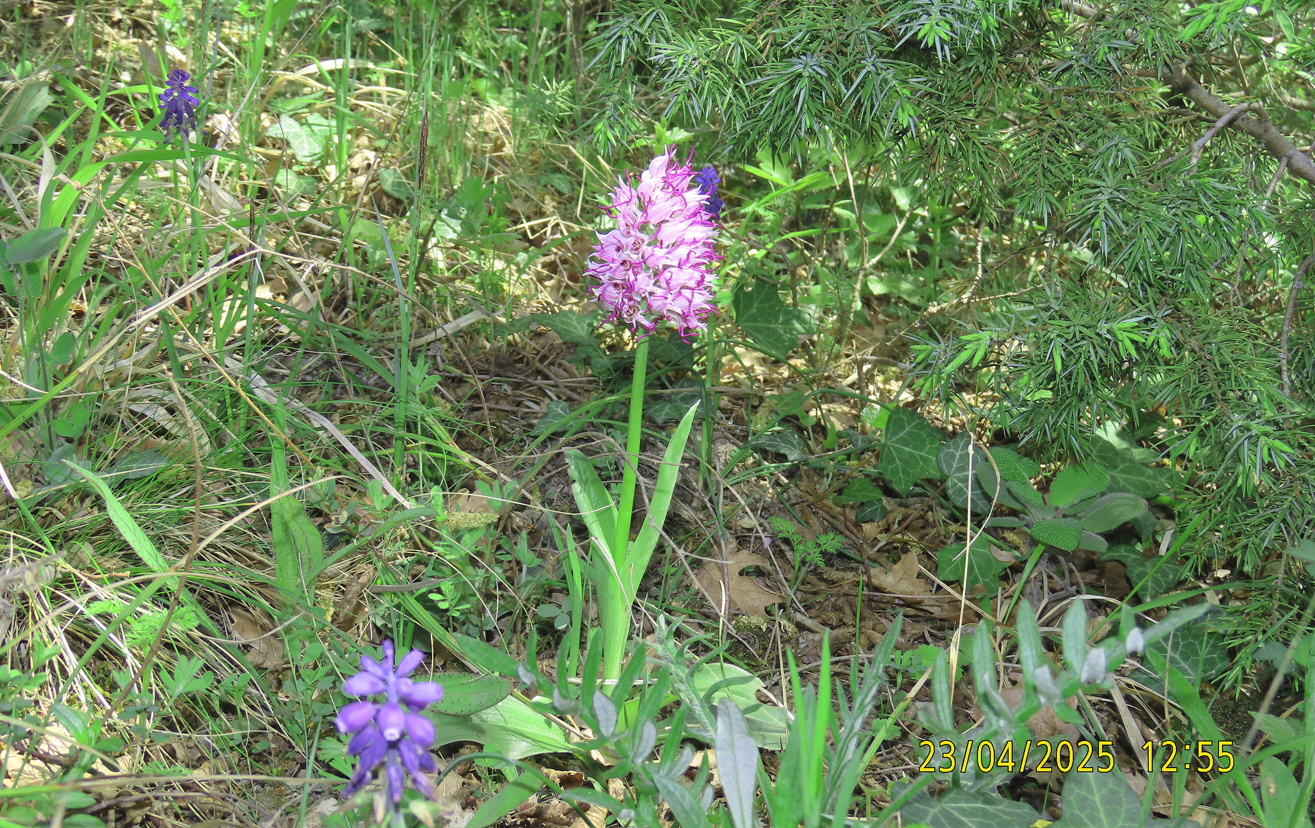 61_Orchis simia_2025