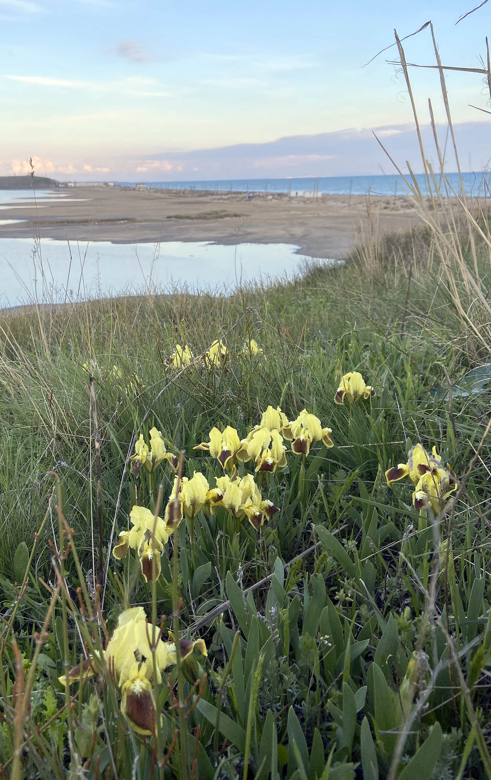 80_Iris pumila_2025