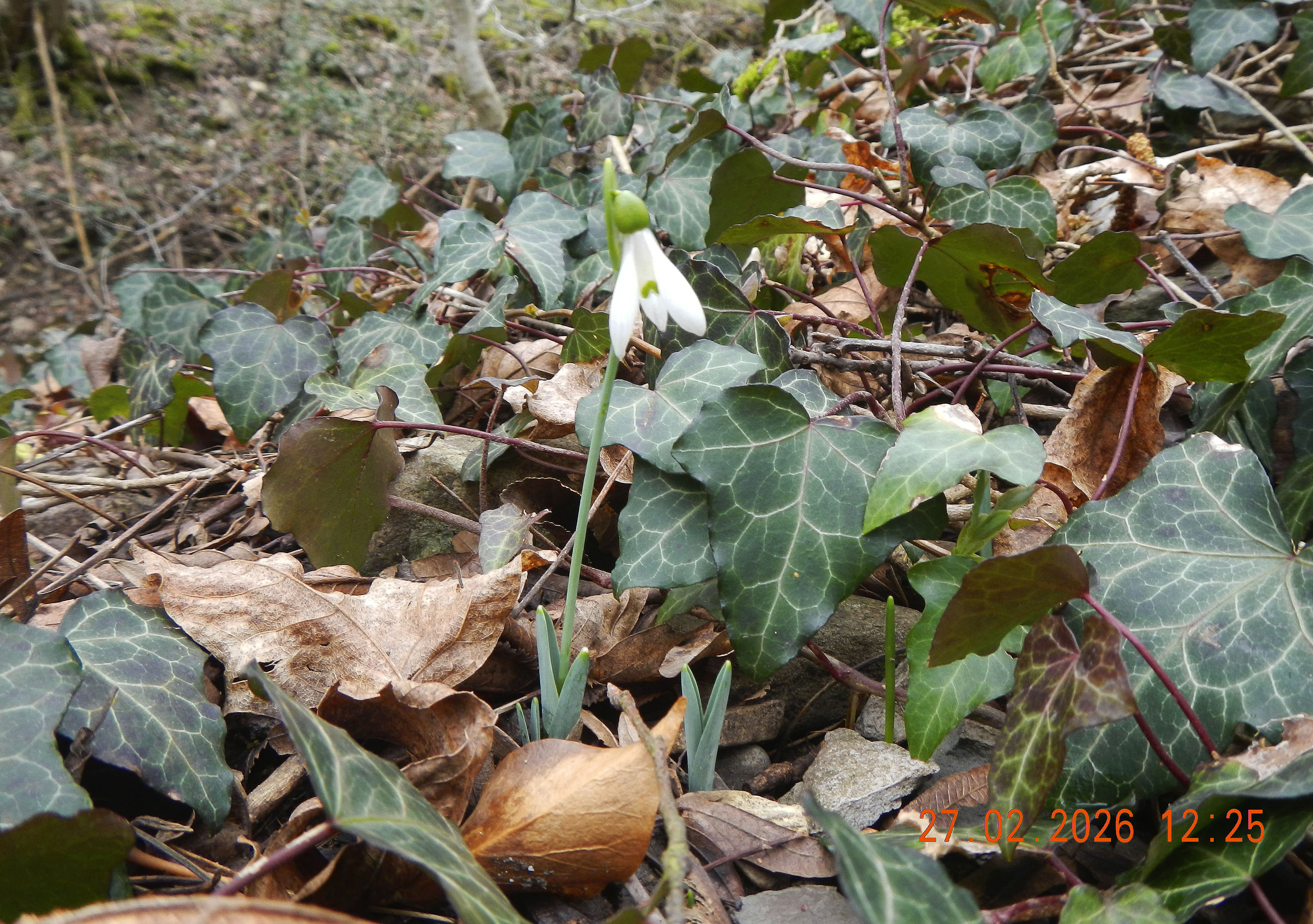 94_Galanthus alpinus_2026
