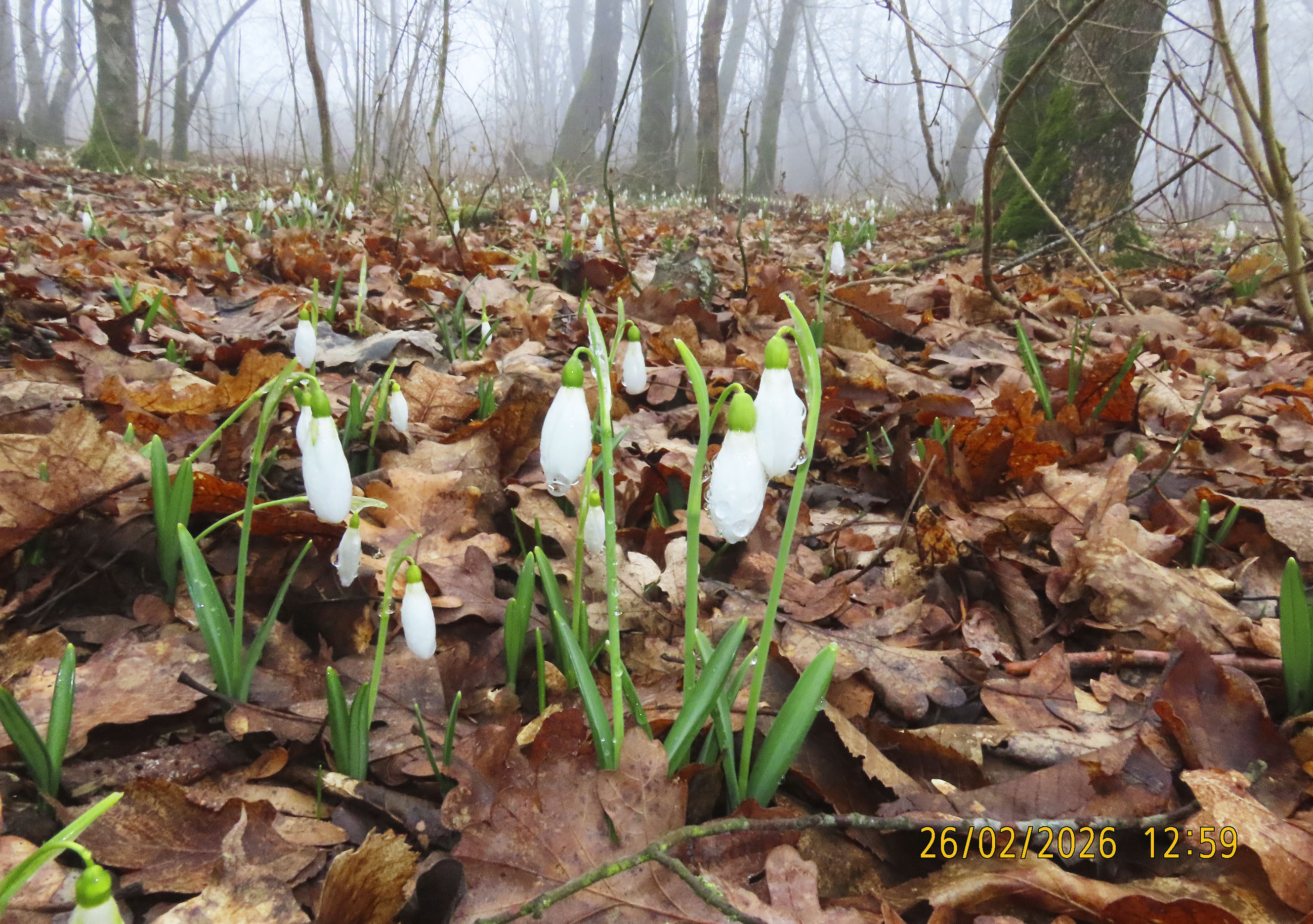 97_Galanthus plicatus_2026