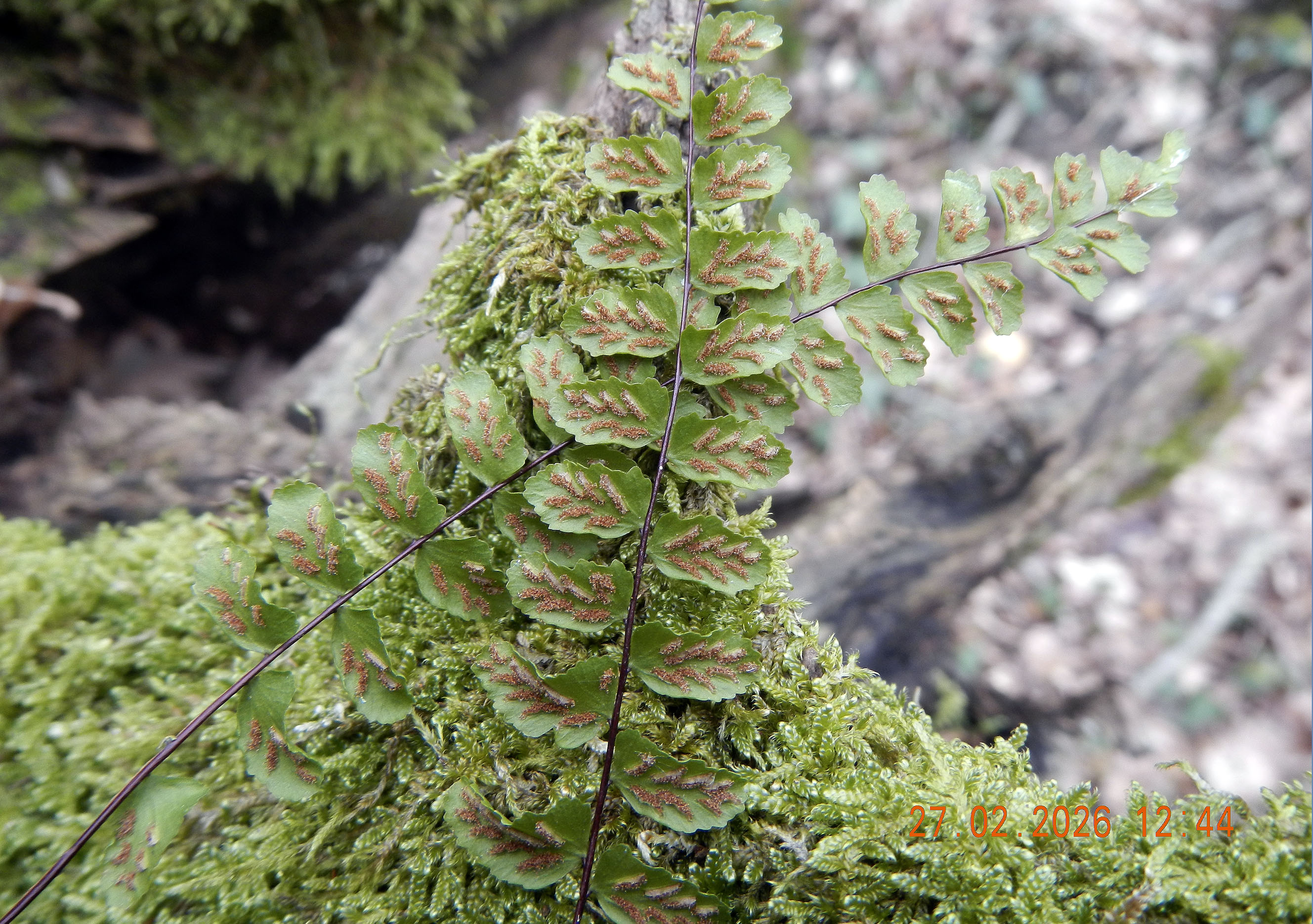 Asplenium trichomanes_2026+