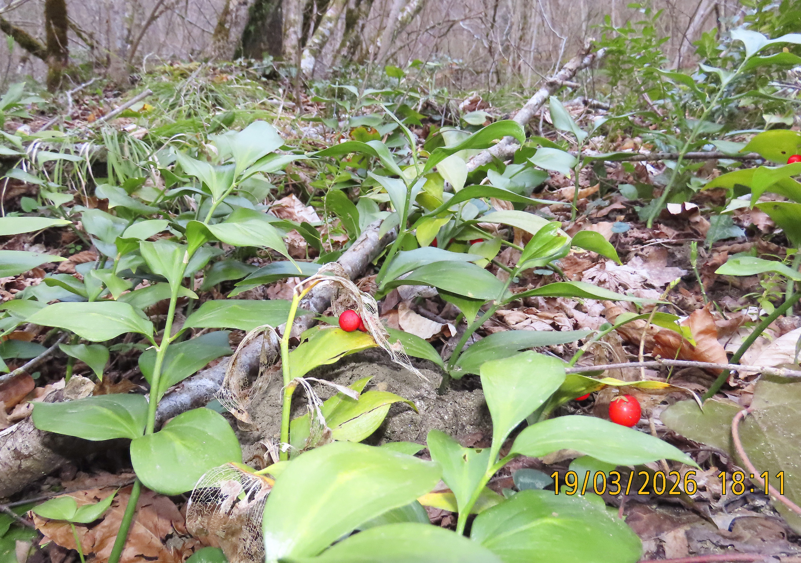108_Ruscus colchicus_2026