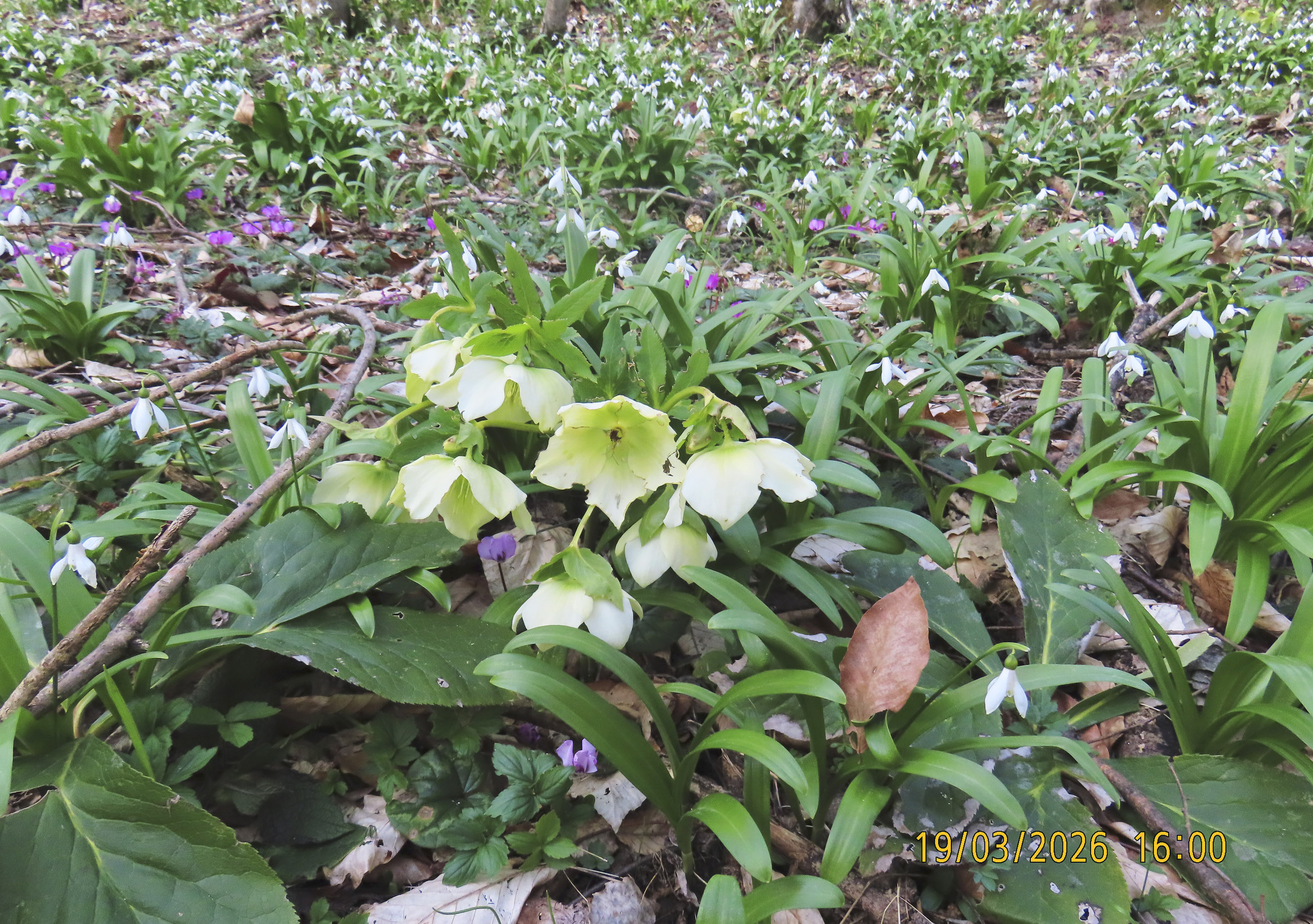 145_Helleborus caucasicus_2026