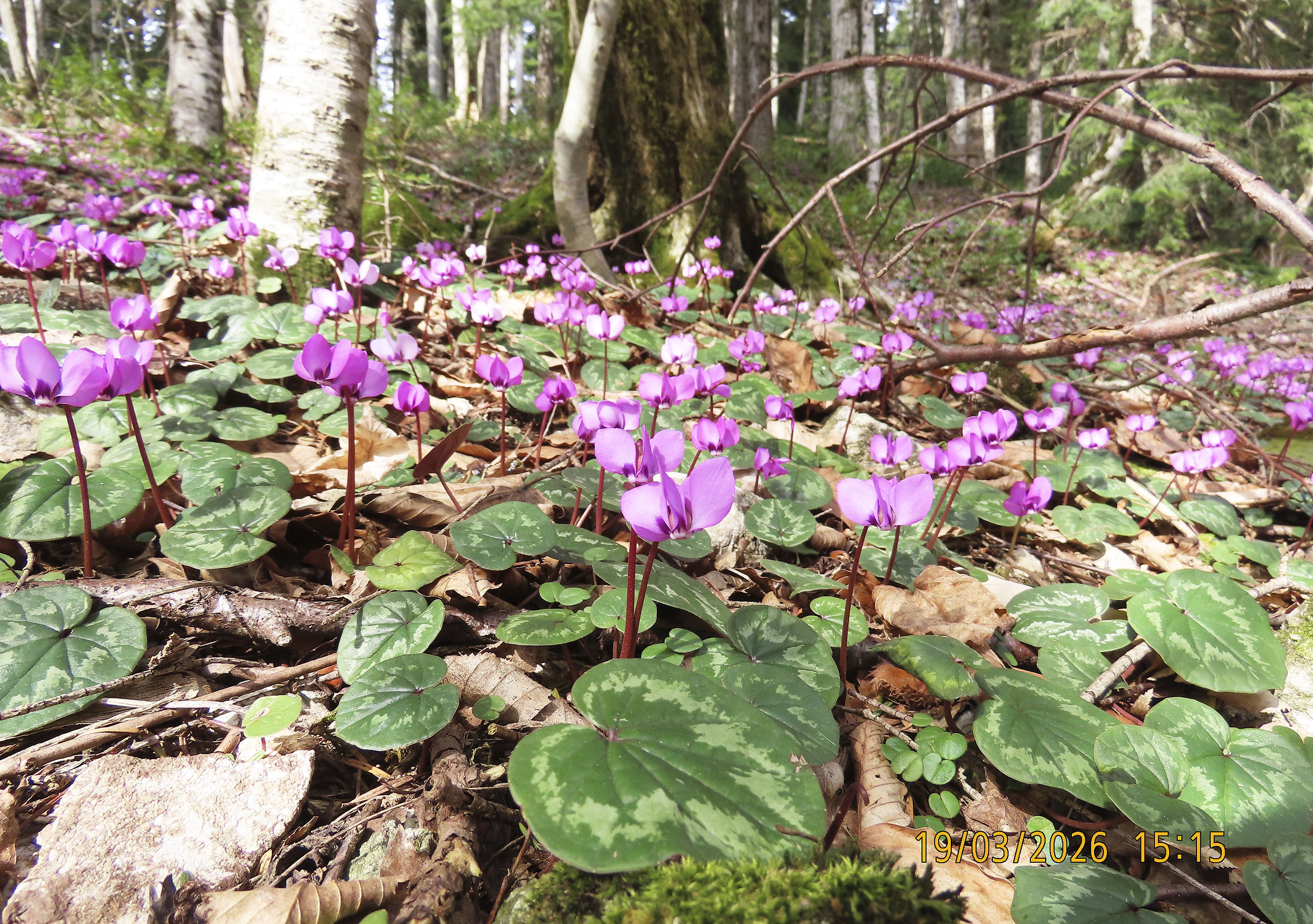 279_Cyclamen coum_2026
