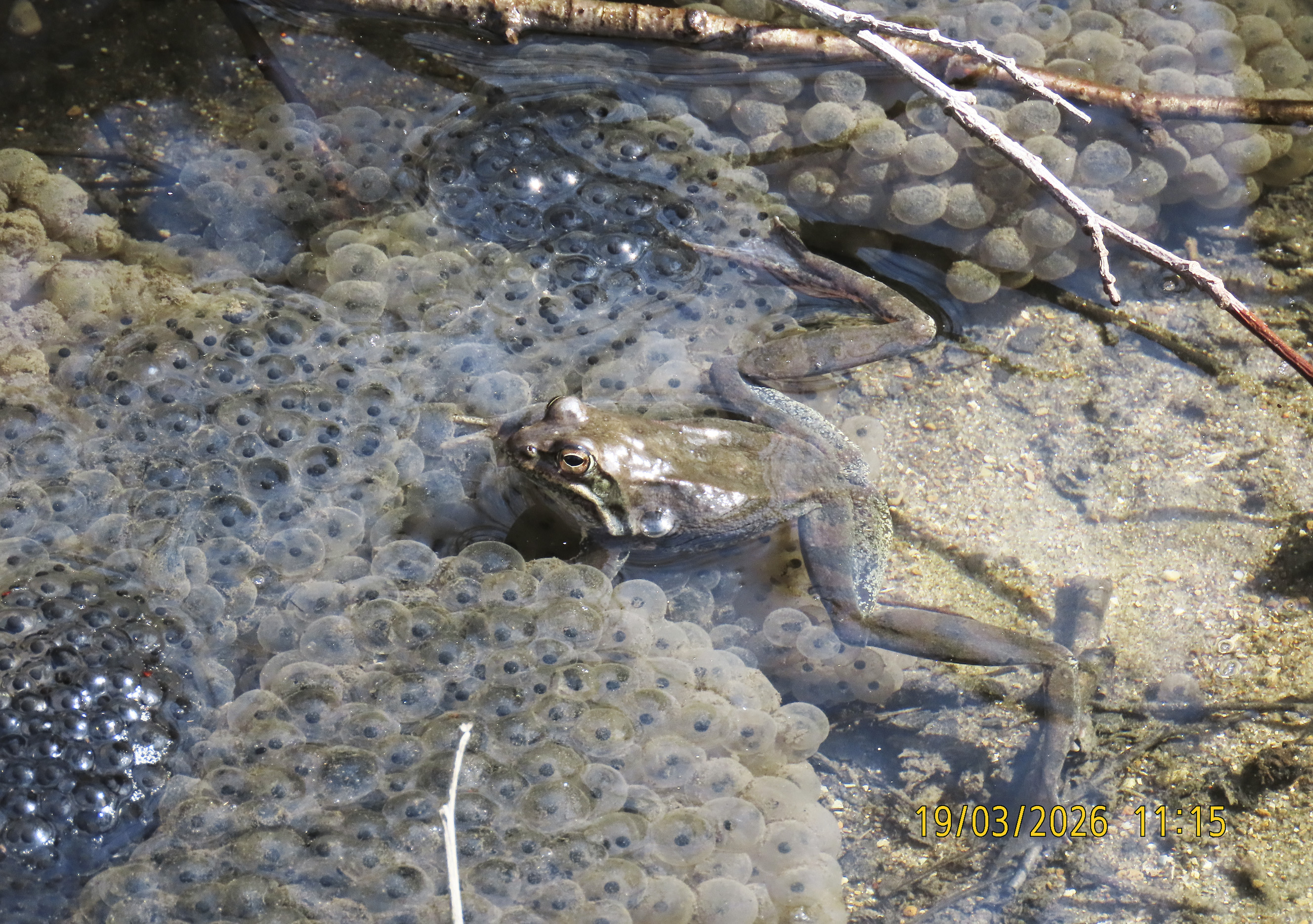 411_Rana macrocnemis_2026