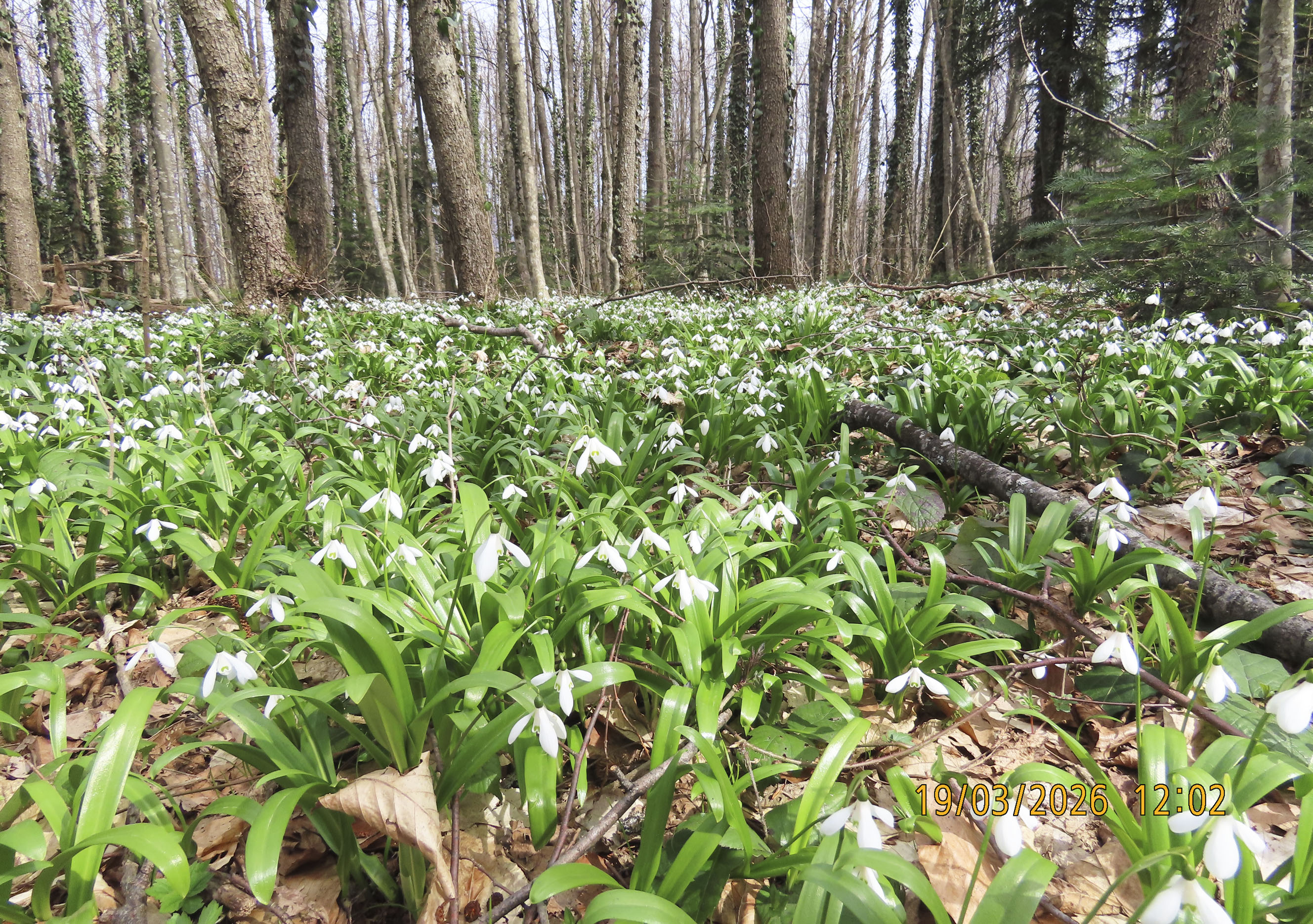 99_Galanthus woronowii_2026