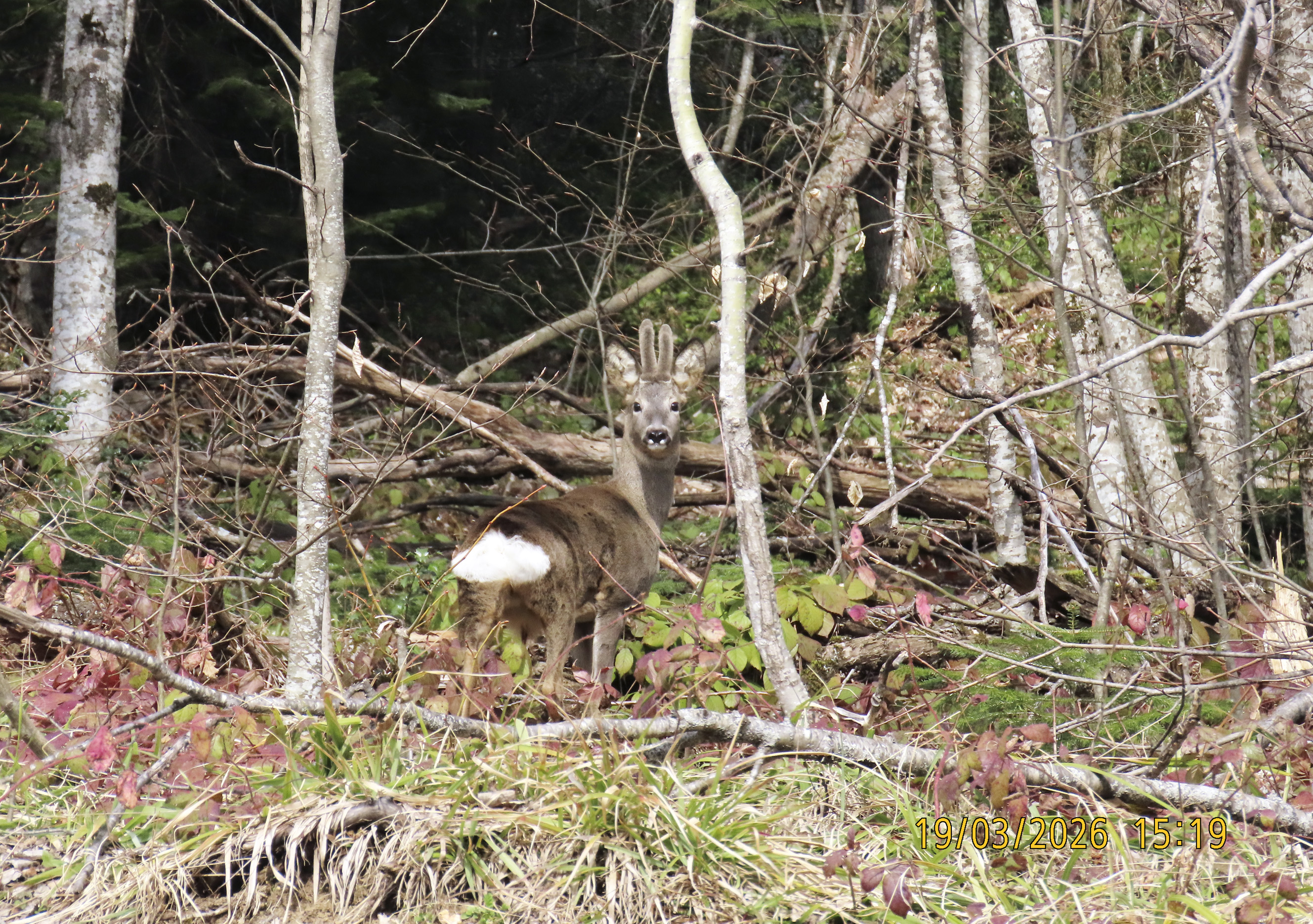 Capreolus capreolus_2026