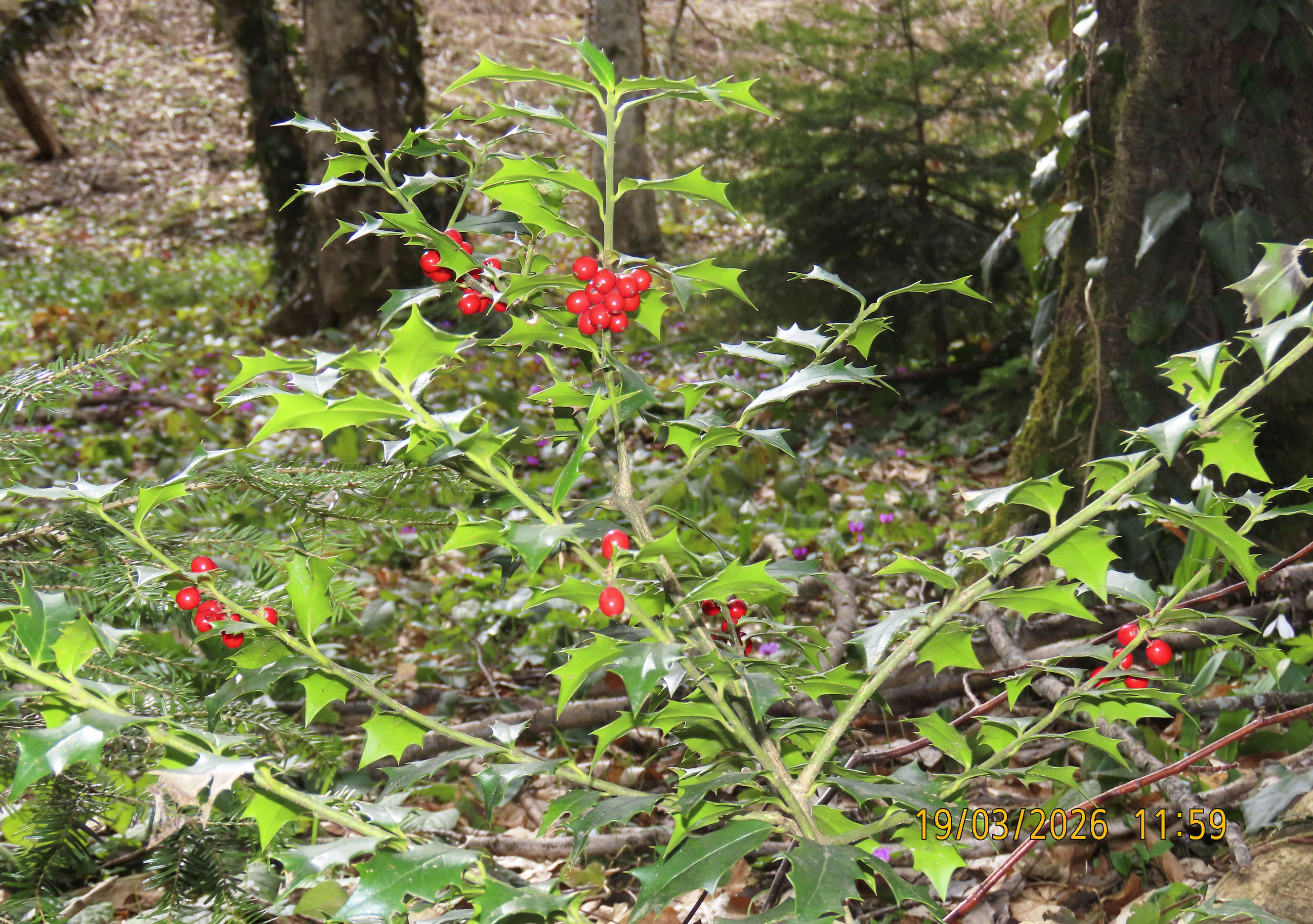 Ilex colchica_2026